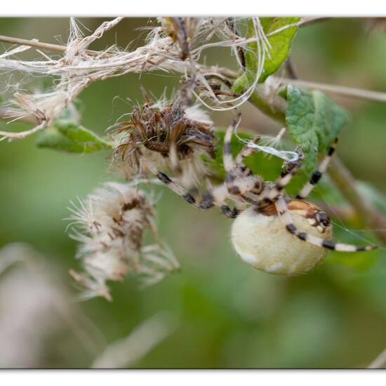 Vierfleckkreuzspinne: Tier im Habitat Naturnahe Wiese in der NatureSpots App