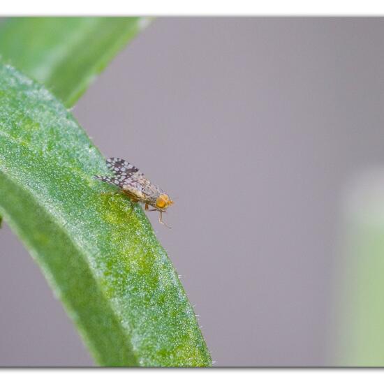 Tephritis praecox: Tier im Habitat Garten in der NatureSpots App