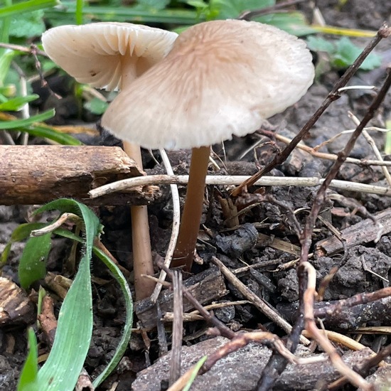 Rosablättriger Helmling: Pilz im Habitat Garten in der NatureSpots App