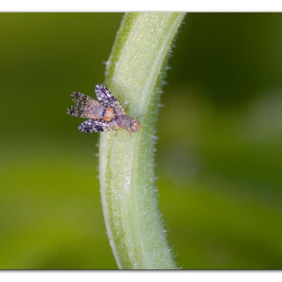 Tephritis praecox: Tier im Habitat Garten in der NatureSpots App