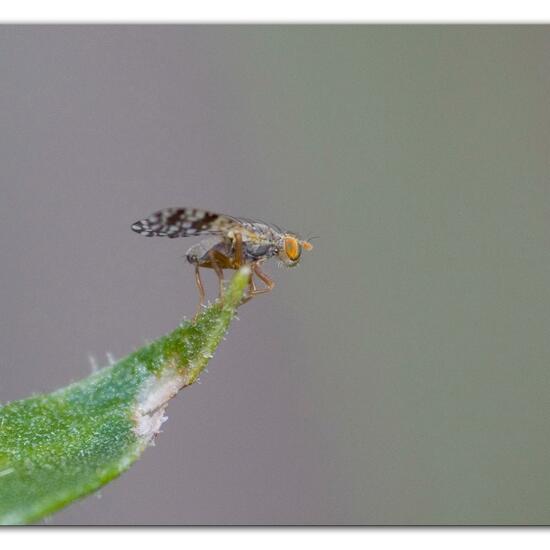 Tephritis praecox: Tier im Habitat Garten in der NatureSpots App