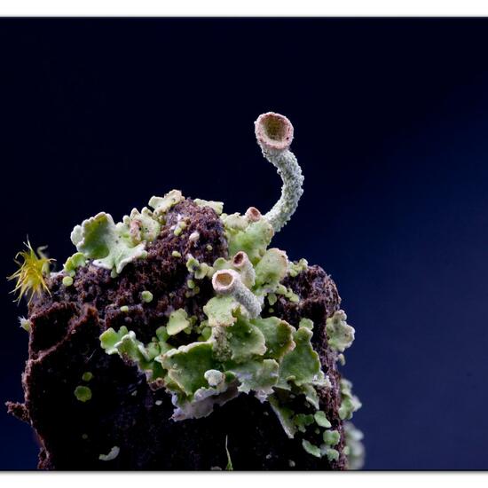 Cladonia grayi: Pilz im Habitat Garten in der NatureSpots App