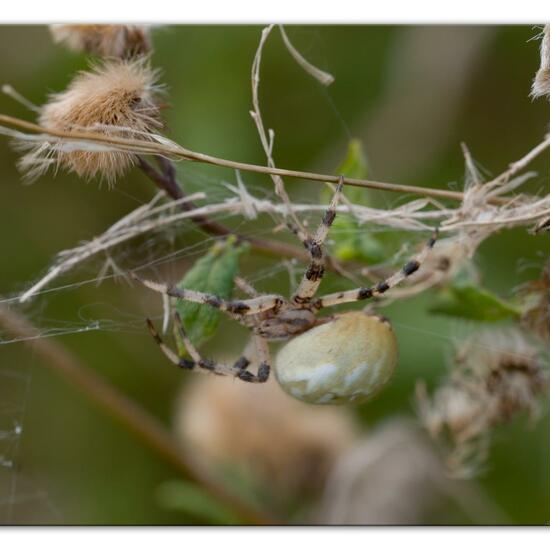 Vierfleckkreuzspinne: Tier im Habitat Naturnahe Wiese in der NatureSpots App