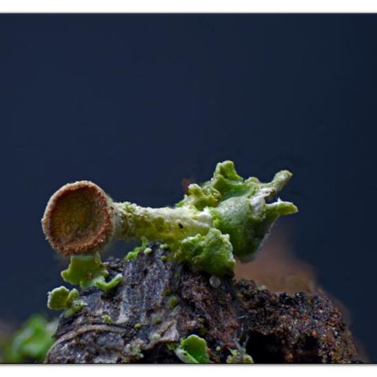 Cladonia grayi: Pilz im Habitat Garten in der NatureSpots App