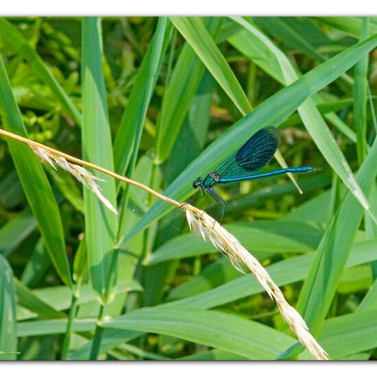 Gebänderte Prachtlibelle: Tier im Habitat Landwirtschaftliche Wiese in der NatureSpots App