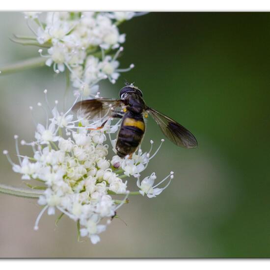 Pipiza festiva: Tier im Habitat Naturnahe Wiese in der NatureSpots App