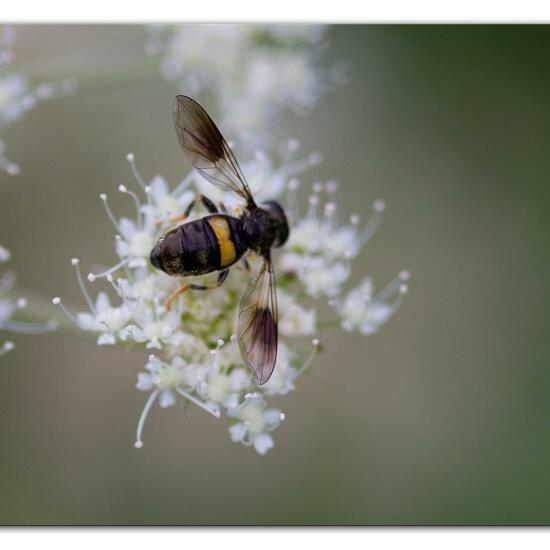 Pipiza festiva: Tier im Habitat Naturnahe Wiese in der NatureSpots App