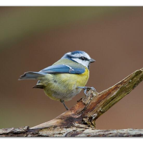 Blaumeise: Tier im Habitat Hinterhof in der NatureSpots App