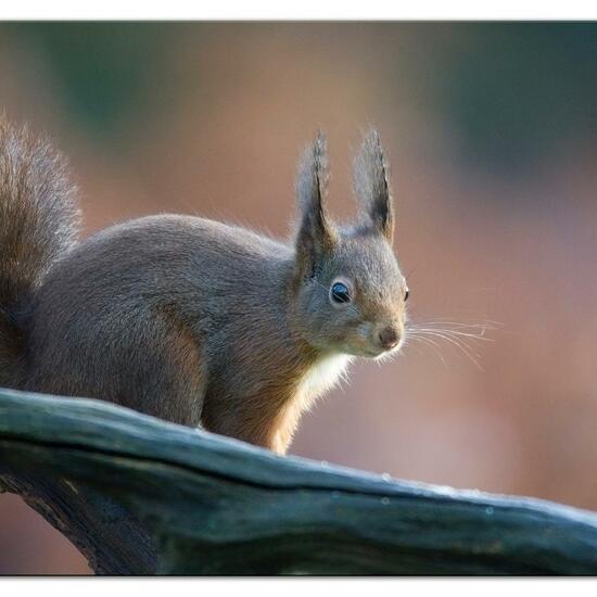 Eurasisches Eichhörnchen: Tier im Habitat Hinterhof in der NatureSpots App