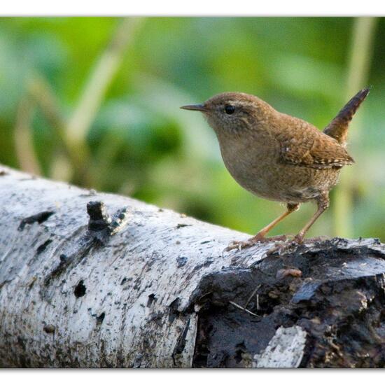 Zaunkönig: Tier im Habitat Hinterhof in der NatureSpots App