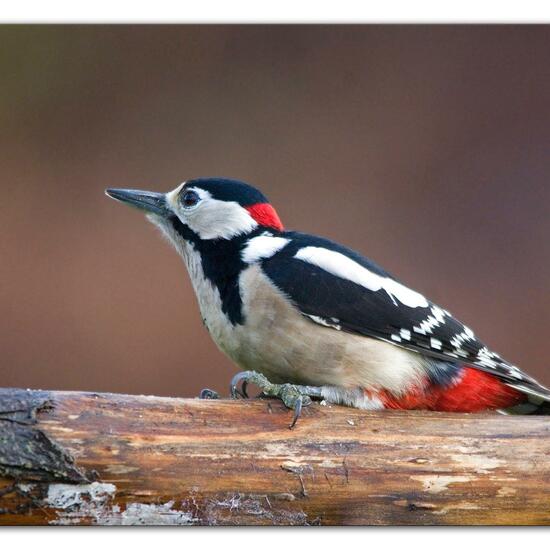 Buntspecht: Tier im Habitat Hinterhof in der NatureSpots App