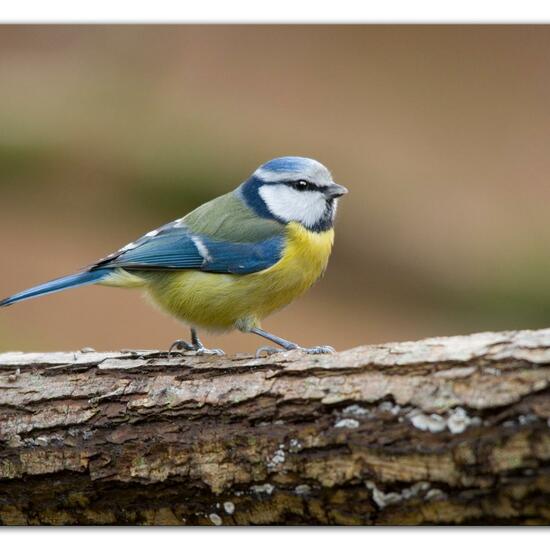 Blaumeise: Tier im Habitat Hinterhof in der NatureSpots App