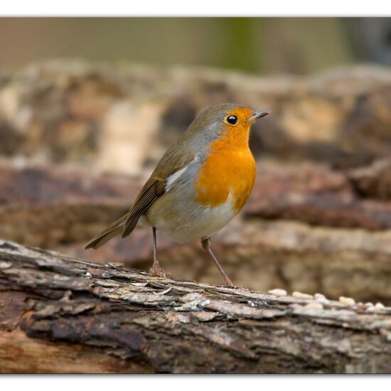 Rotkehlchen: Tier im Habitat Hinterhof in der NatureSpots App