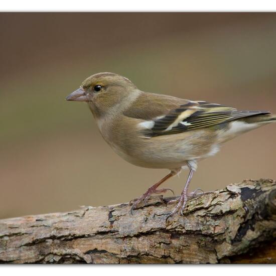 Buchfink: Tier im Habitat Hinterhof in der NatureSpots App