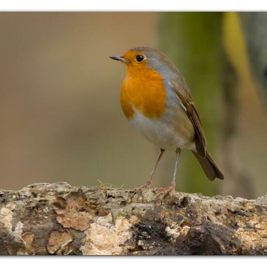 Rotkehlchen: Tier im Habitat Hinterhof in der NatureSpots App