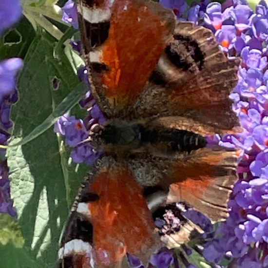 Schmetterlinge: Tier im Habitat Park in der NatureSpots App