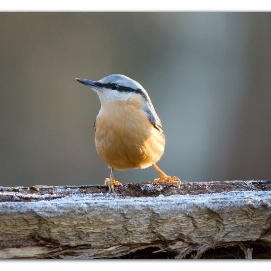 Kleiber: Tier im Habitat Hinterhof in der NatureSpots App