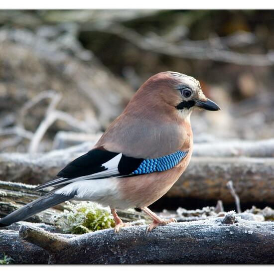 Eichelhäher: Tier im Habitat Hinterhof in der NatureSpots App