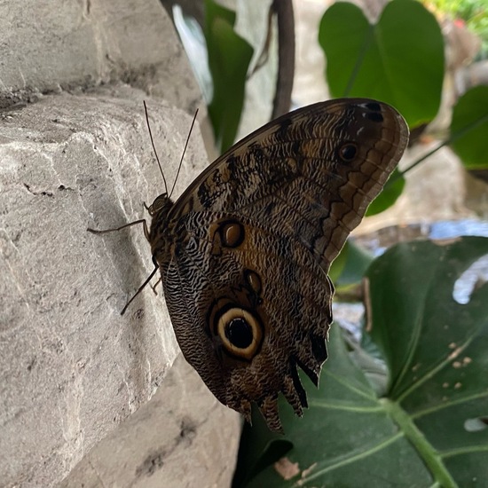 Caligo modestus: Tier in der Natur in der NatureSpots App