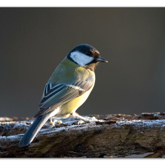 Kohlmeise: Tier im Habitat Hinterhof in der NatureSpots App