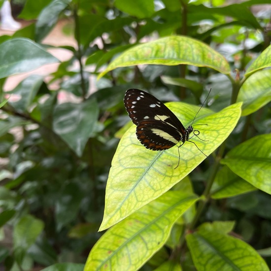 Heliconius sara: Tier in der Natur in der NatureSpots App