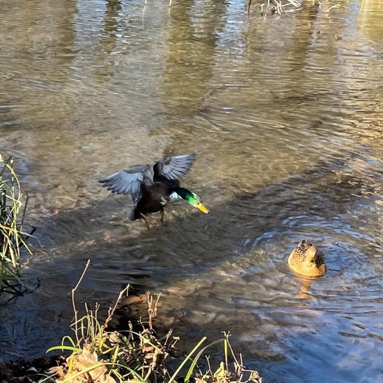 Stockente: Tier im Habitat Anderes Süsswasserhabitat in der NatureSpots App