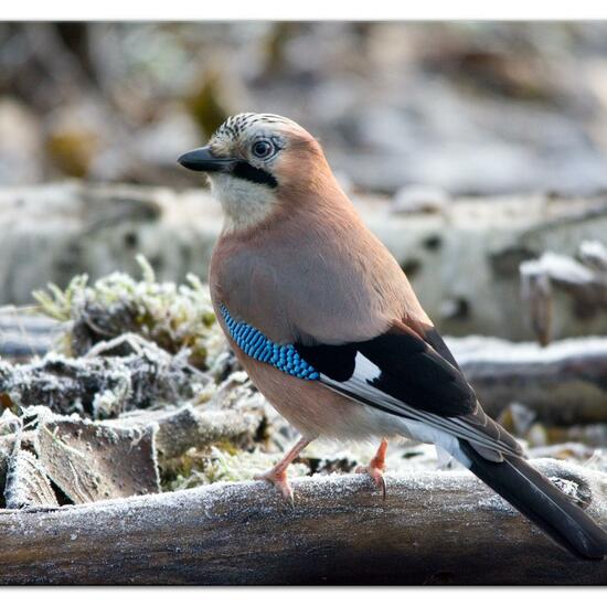 Eichelhäher: Tier im Habitat Hinterhof in der NatureSpots App