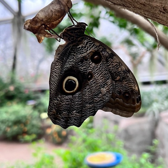 Caligo eurilochus brasiliensis: Tier in der Natur in der NatureSpots App