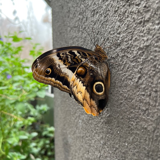 Caligo oileus: Tier in der Natur in der NatureSpots App