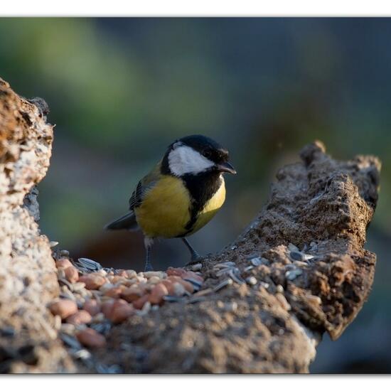 Kohlmeise: Tier im Habitat Hinterhof in der NatureSpots App