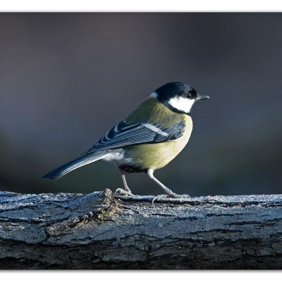 Kohlmeise: Tier im Habitat Hinterhof in der NatureSpots App