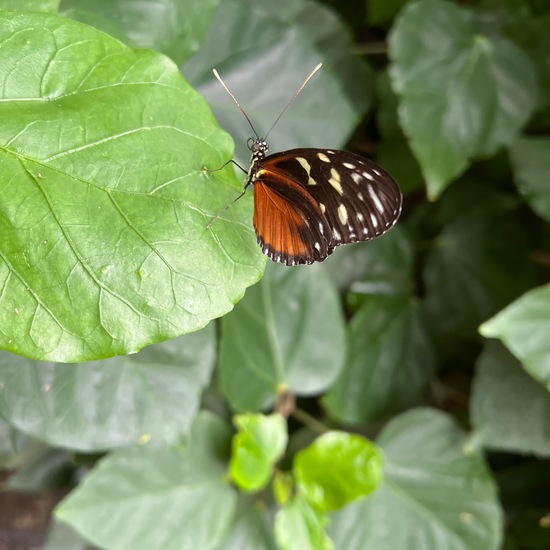 Podotricha judith: Tier in der Natur in der NatureSpots App