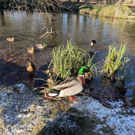 Stockente: Tier im Habitat Anderes Süsswasserhabitat in der NatureSpots App