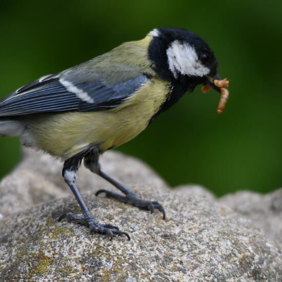 Kohlmeise: Tier im Habitat Garten in der NatureSpots App