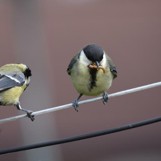 Kohlmeise: Tier im Habitat Garten in der NatureSpots App