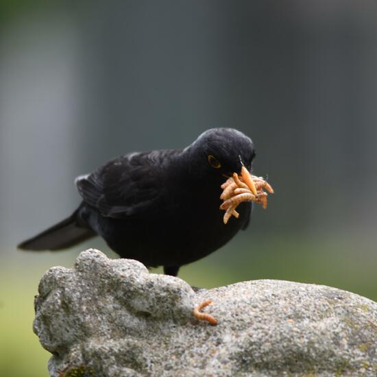 Amsel: Tier im Habitat Garten in der NatureSpots App