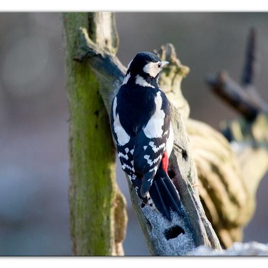 Buntspecht: Tier im Habitat Hinterhof in der NatureSpots App