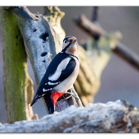 Buntspecht: Tier im Habitat Hinterhof in der NatureSpots App