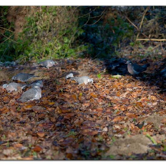 Ringeltaube: Tier im Habitat Hinterhof in der NatureSpots App