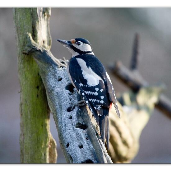 Buntspecht: Tier im Habitat Hinterhof in der NatureSpots App