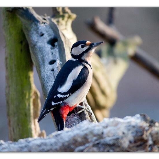 Buntspecht: Tier im Habitat Hinterhof in der NatureSpots App