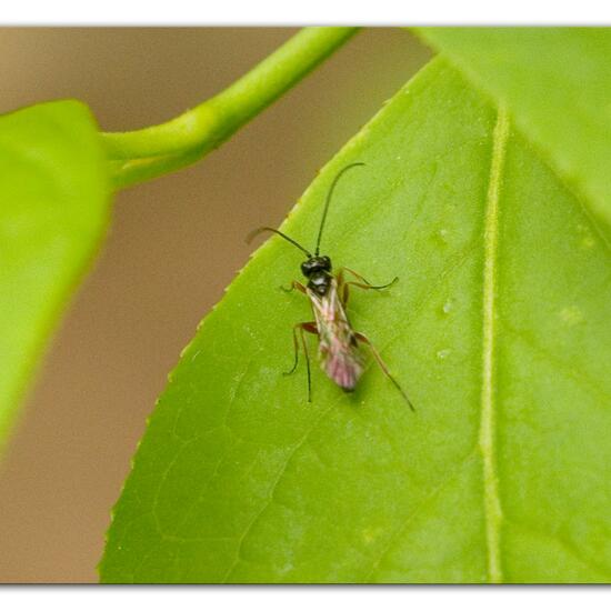 Legimmen: Tier im Habitat Garten in der NatureSpots App