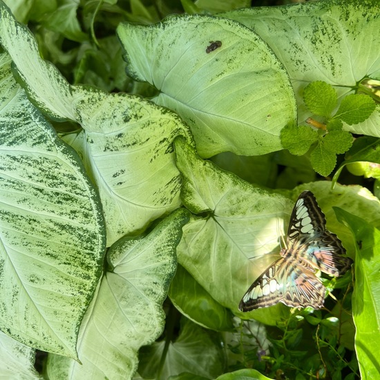 Parthenos sylvia gambrisius: Tier in der Natur in der NatureSpots App