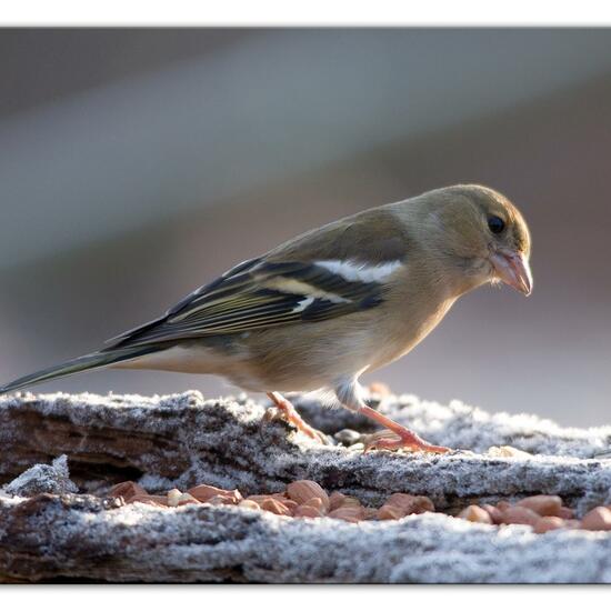 Buchfink: Tier im Habitat Hinterhof in der NatureSpots App