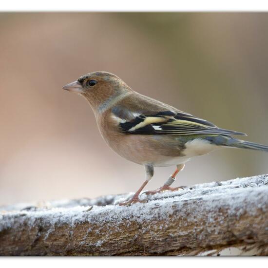 Buchfink: Tier im Habitat Hinterhof in der NatureSpots App