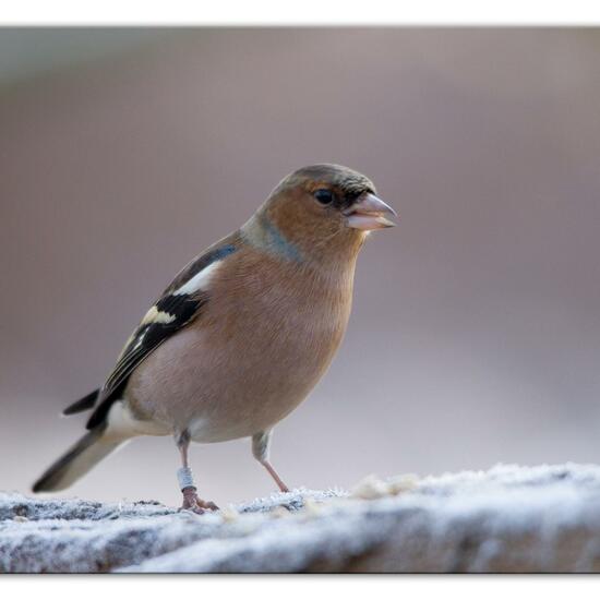 Buchfink: Tier im Habitat Hinterhof in der NatureSpots App