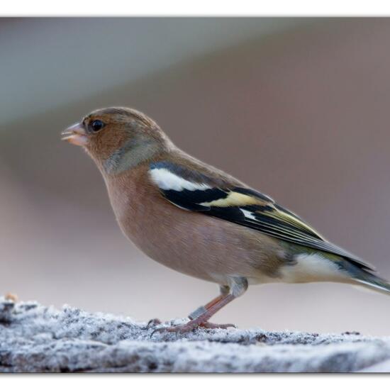 Buchfink: Tier im Habitat Hinterhof in der NatureSpots App