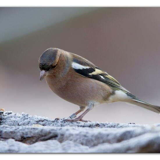 Buchfink: Tier im Habitat Hinterhof in der NatureSpots App