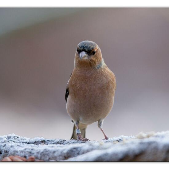 Buchfink: Tier im Habitat Hinterhof in der NatureSpots App