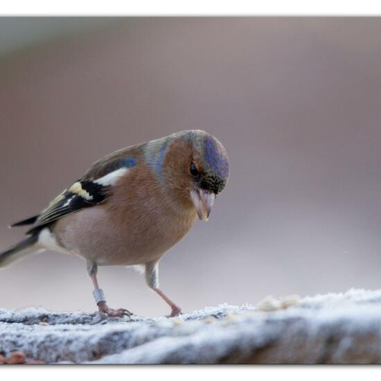 Buchfink: Tier im Habitat Hinterhof in der NatureSpots App